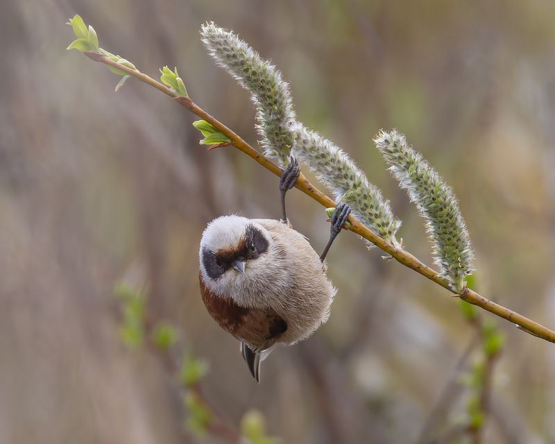 ремез, птицы Зорро фото превью