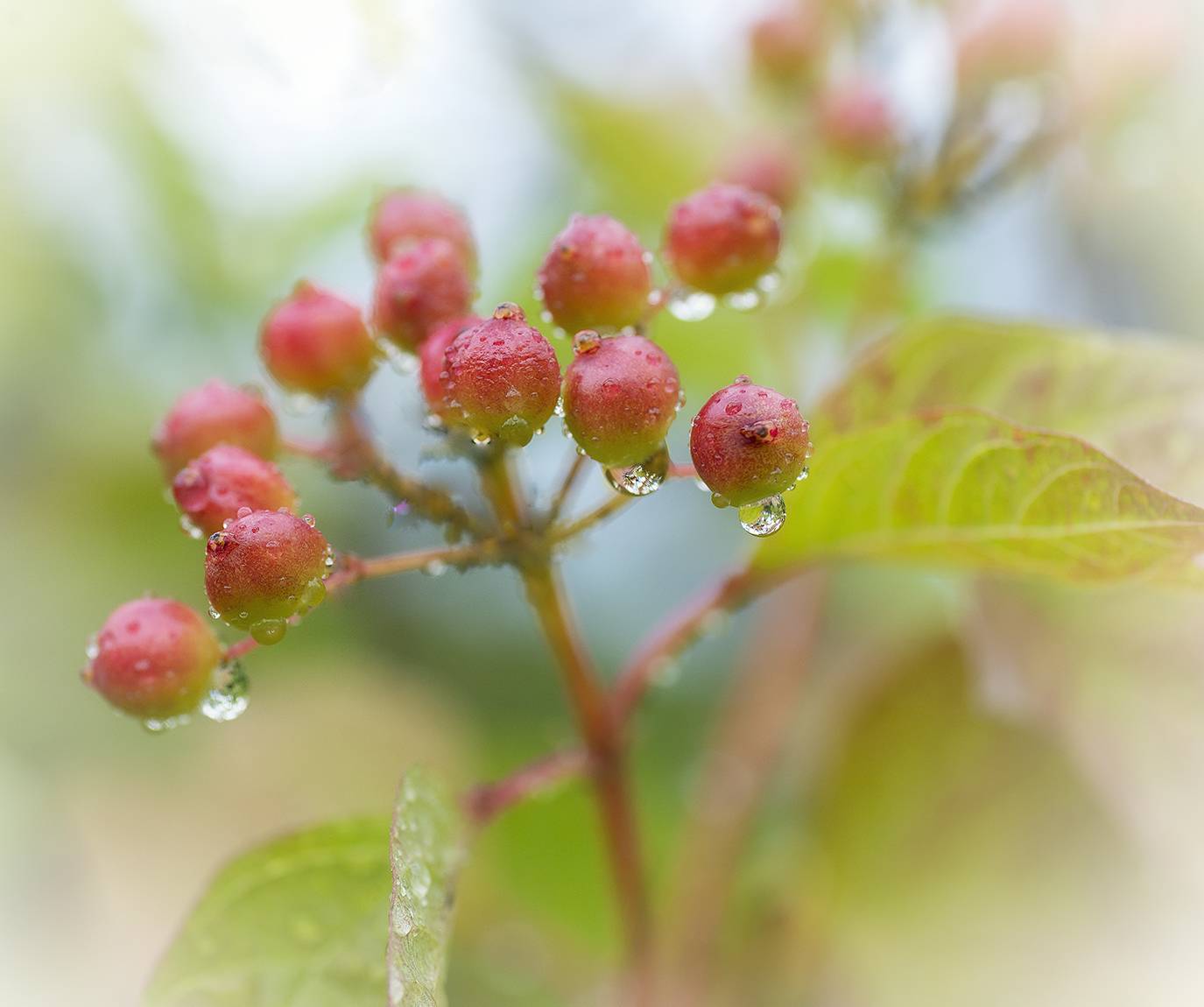 , Сергей Аникин