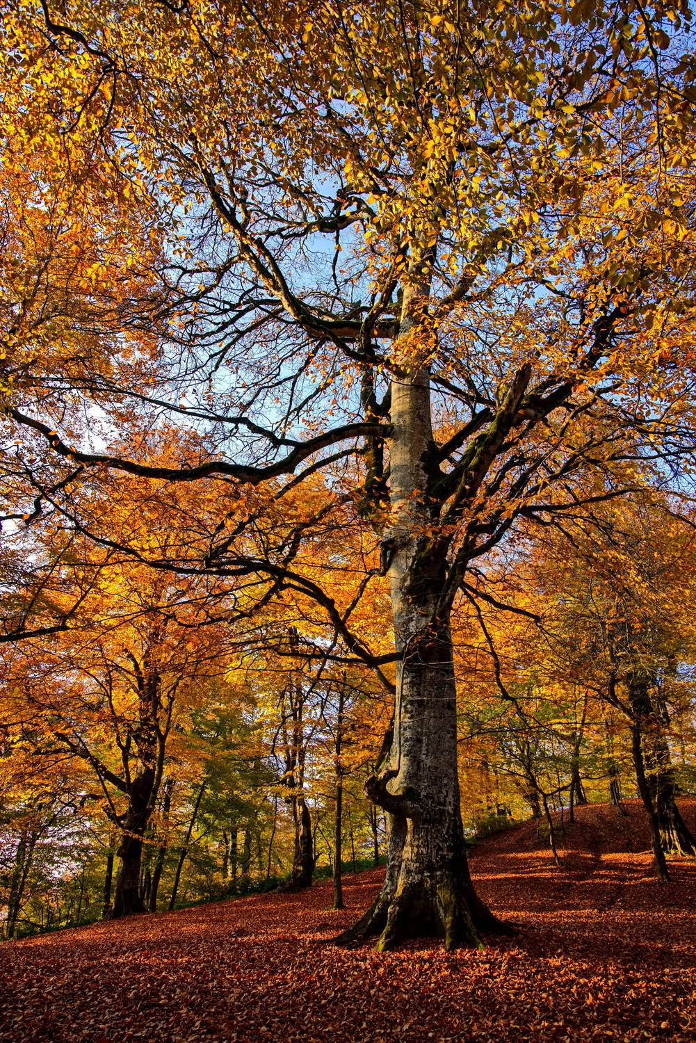 , Игорь Щербаков