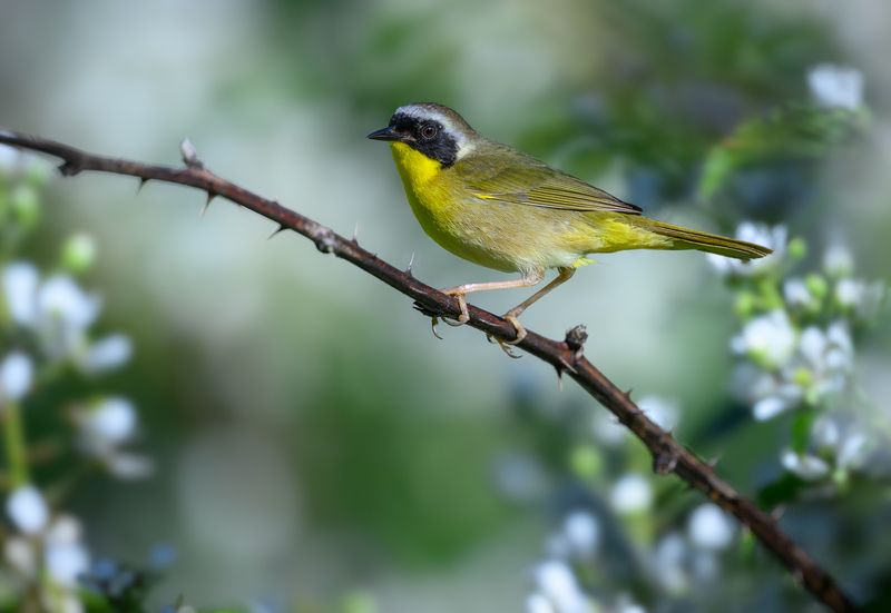 Common Yellowthroat (m) фото превью