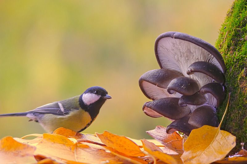 вёшенка устричная, pleurotus ostreatus,  большая синица, parus major, По грибы. фото превью
