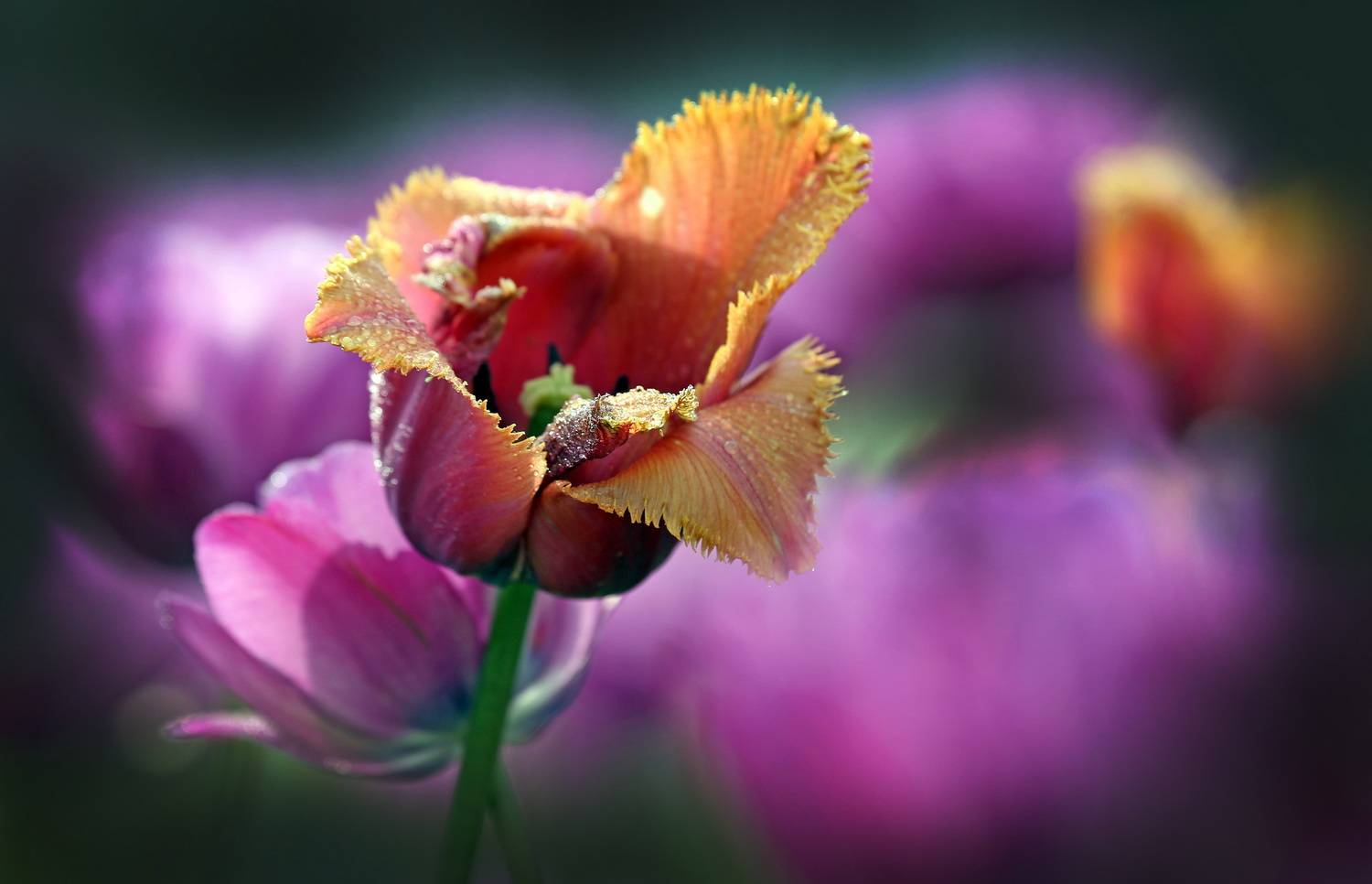 , Бибичков Михаил