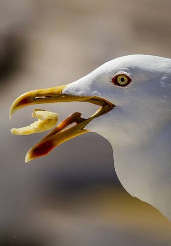 Мои марокканские истории. Эссуэйра. Чайки