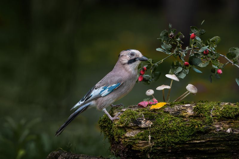 фото превью