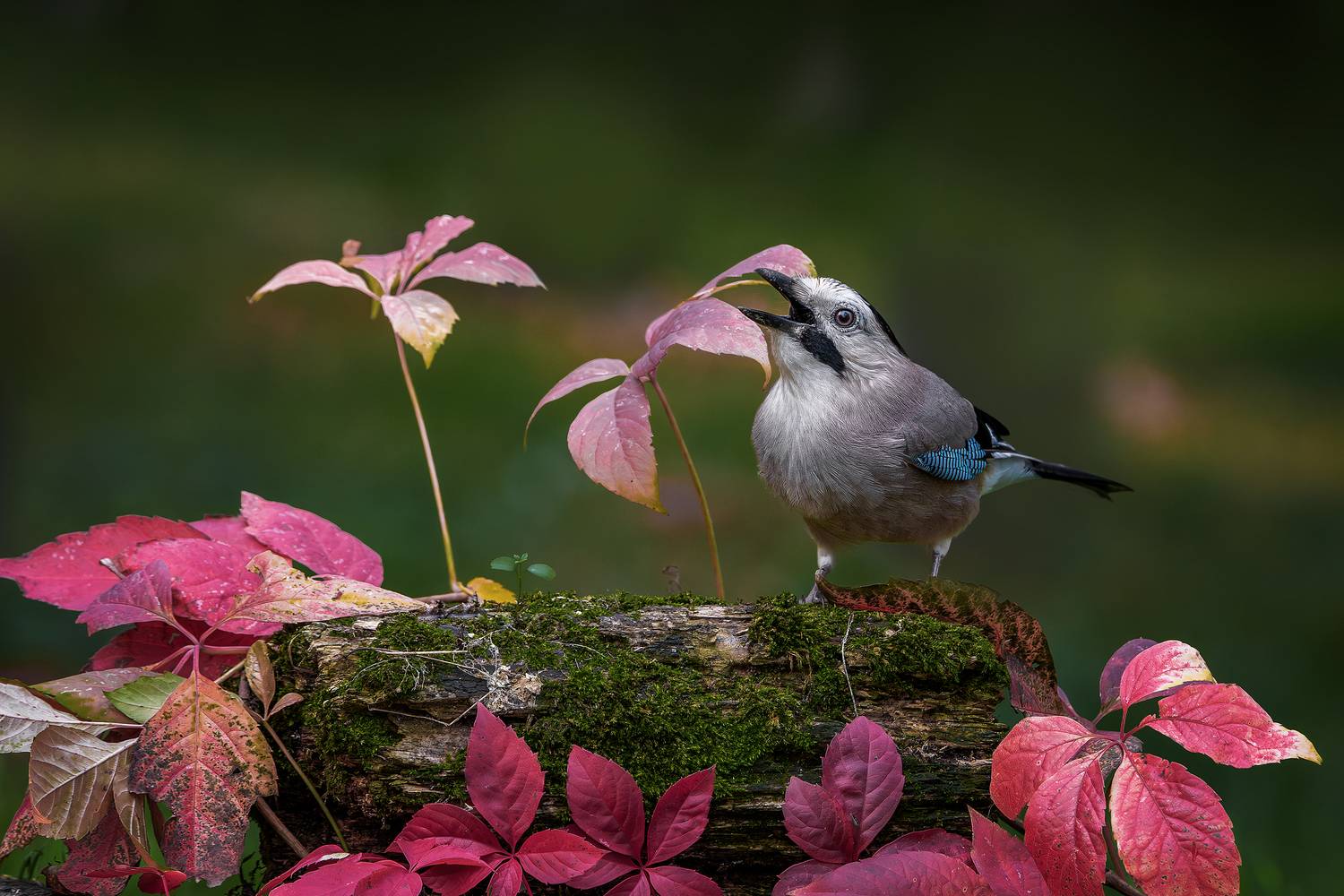 , Ожиганова Людмила