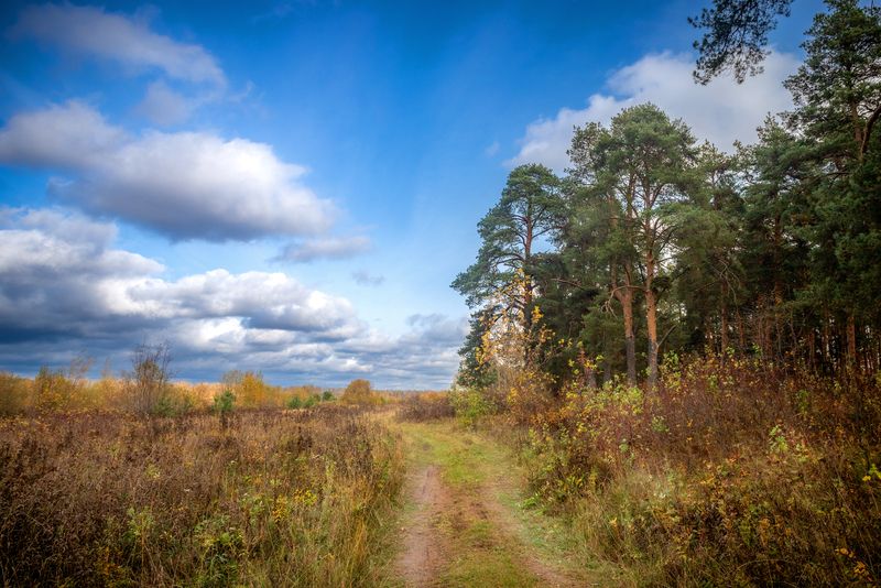 Киров, Вятка, осень, парк, лес, солнце, дорога, поле, сосна, деревья, небо, облака, картина Осенним днём фото превью