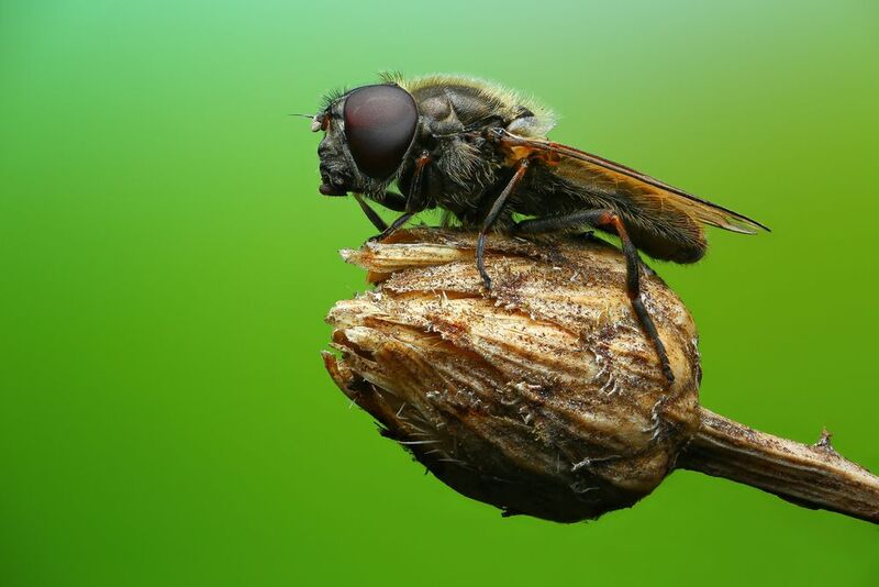 макро, природа, животное, растение, цвет, фото, зеленый, муха, трава Муха фото превью