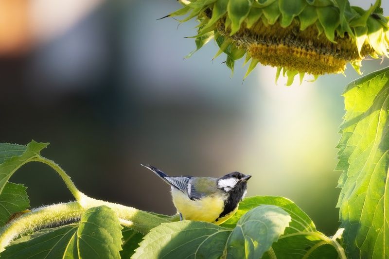 Озорство фото превью