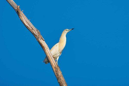 Желтая цапля