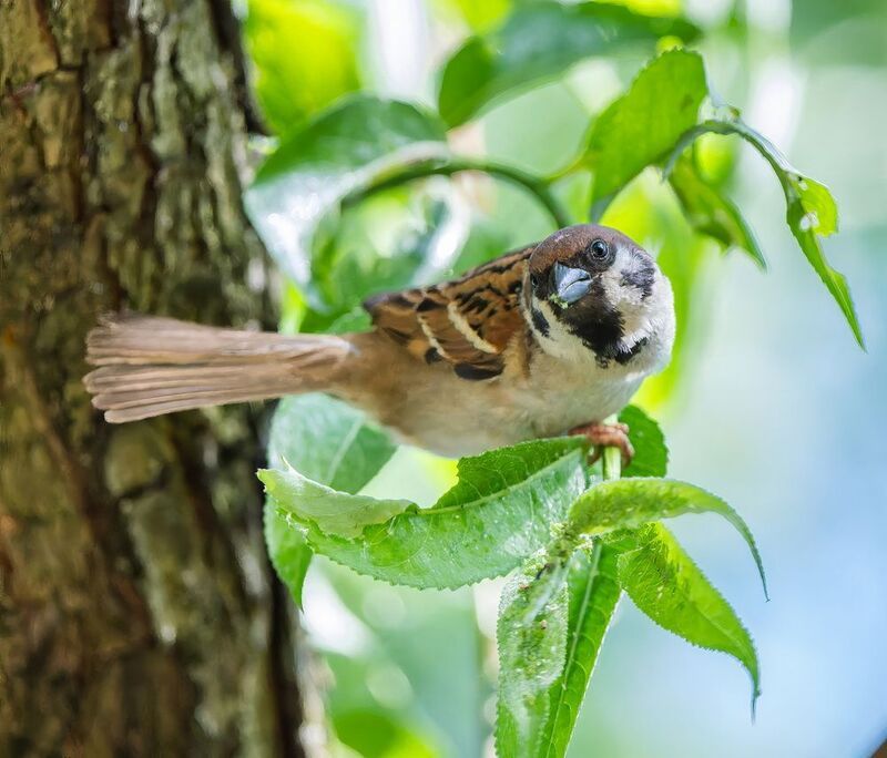 *** фото превью