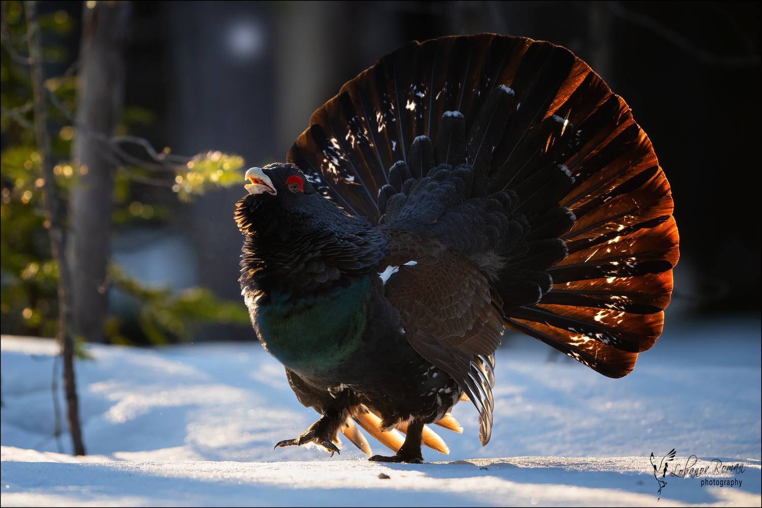 , Лобанов Роман