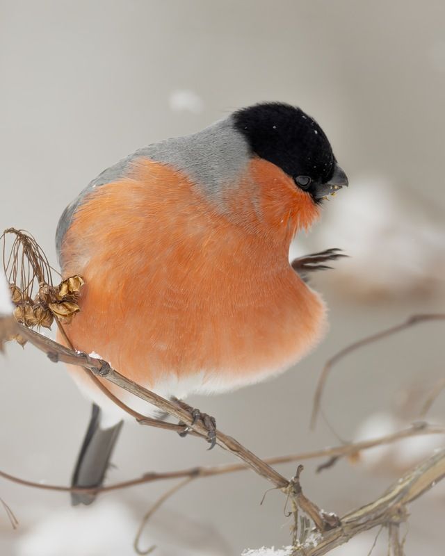 снегирь, птицы, зима, пузыреплодник  фото превью