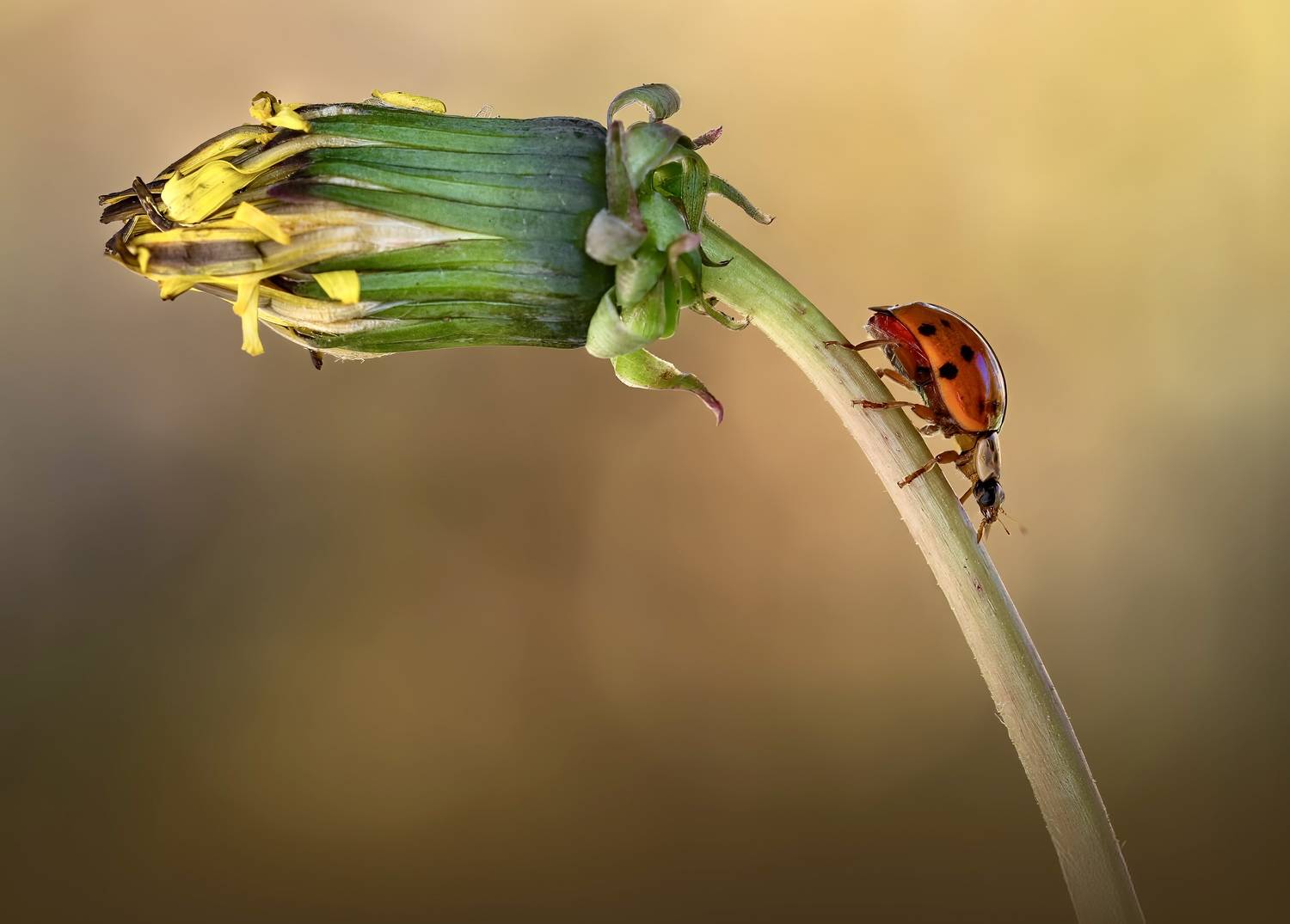 ladybug, beetle, insect, flower, macro, bugs, ladybird,, Atul Saluja