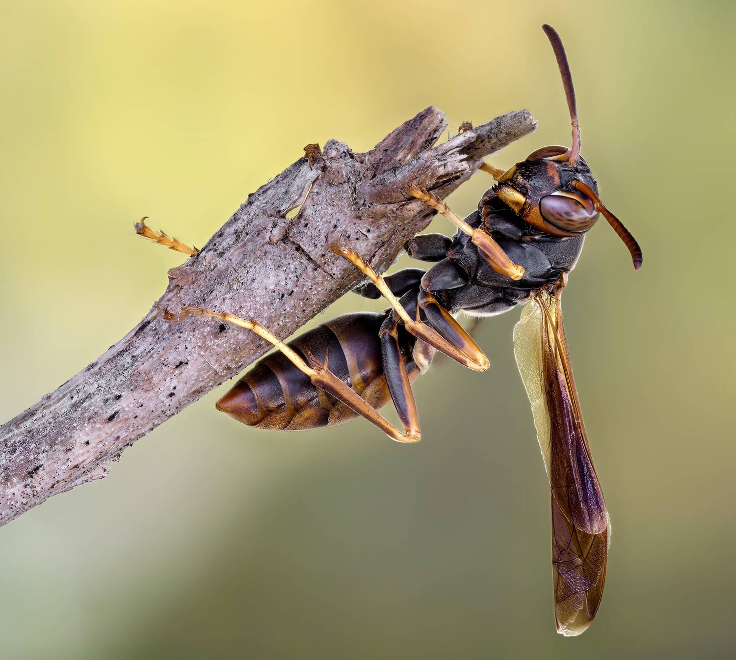 wasp, insect, macro, nature, wild, insects, bee,, Atul Saluja