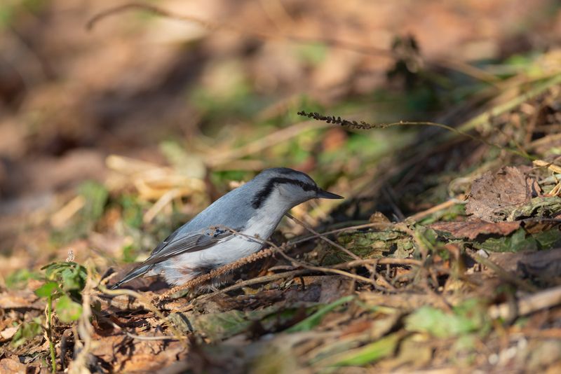 поползень, птицы, птицы, новосибирск, академгородок, лес, природа, фотоохота, осень, октябрь Ползун фото превью