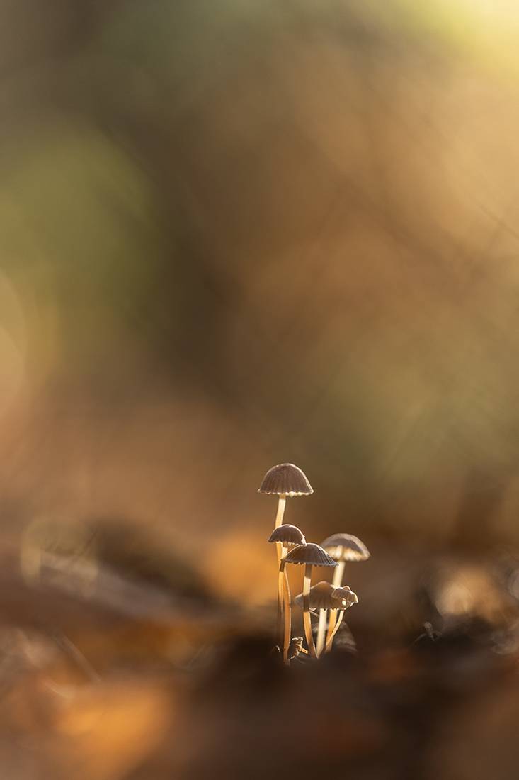 , Илья Михеев