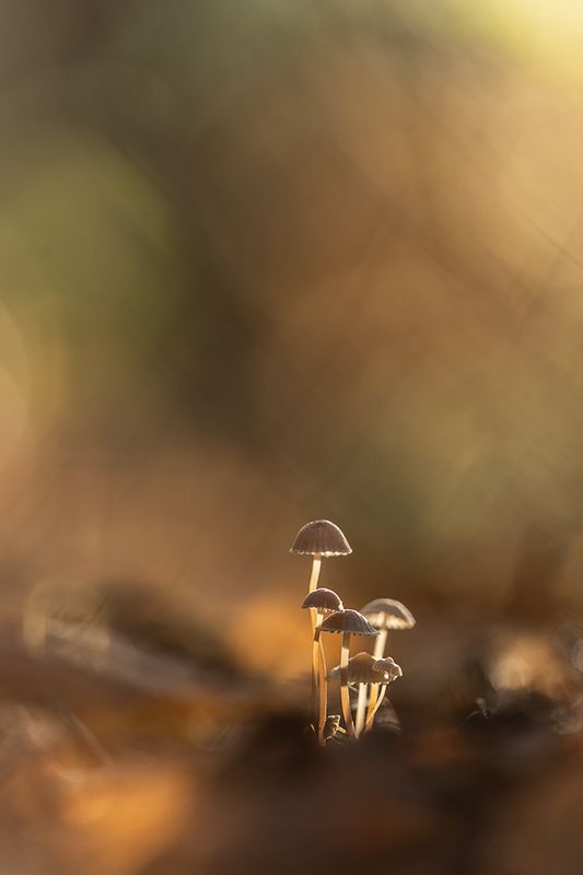 Стройная семейка фото превью