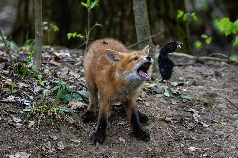 Полет крота фото превью