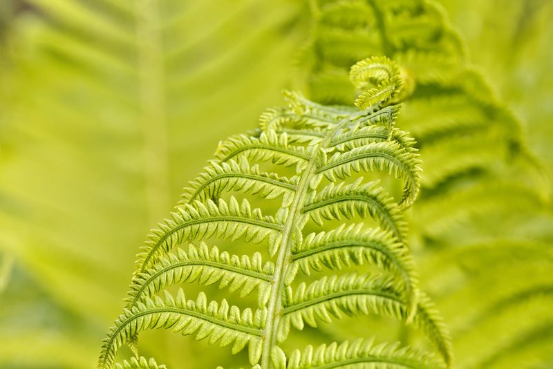 Листья молодого папоротника фото превью