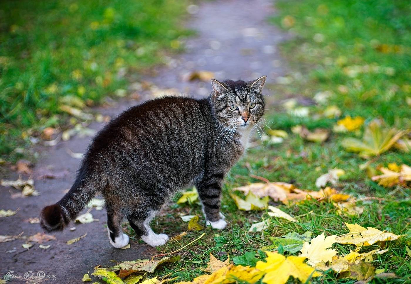 , Орлов Олег