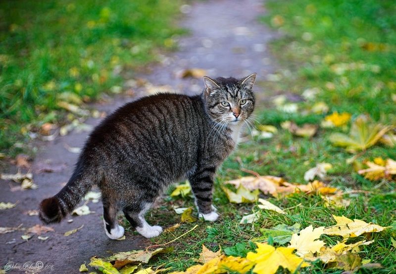 Ну я пошёл... фото превью