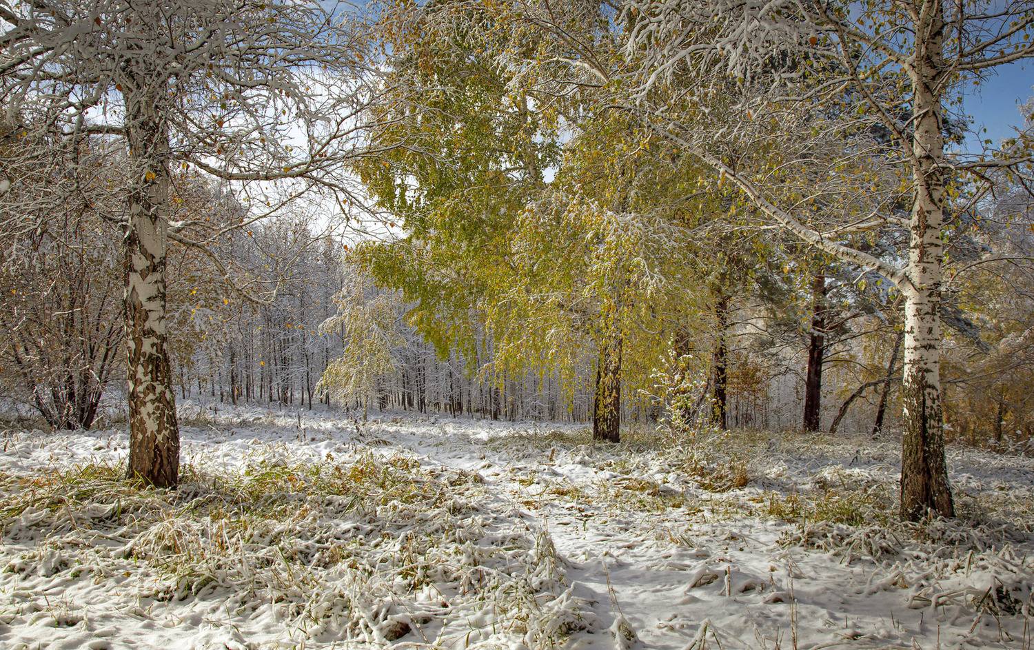 , Алексей Хахлов