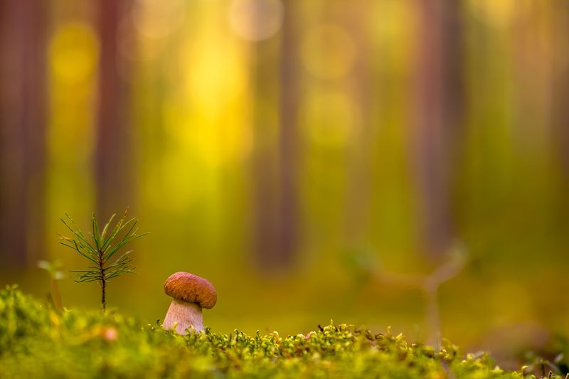 .... фото превью