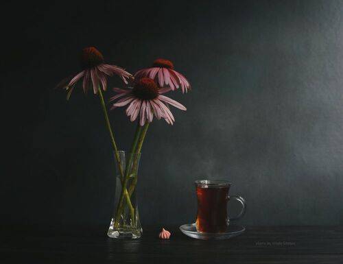 Эхинацея и чай