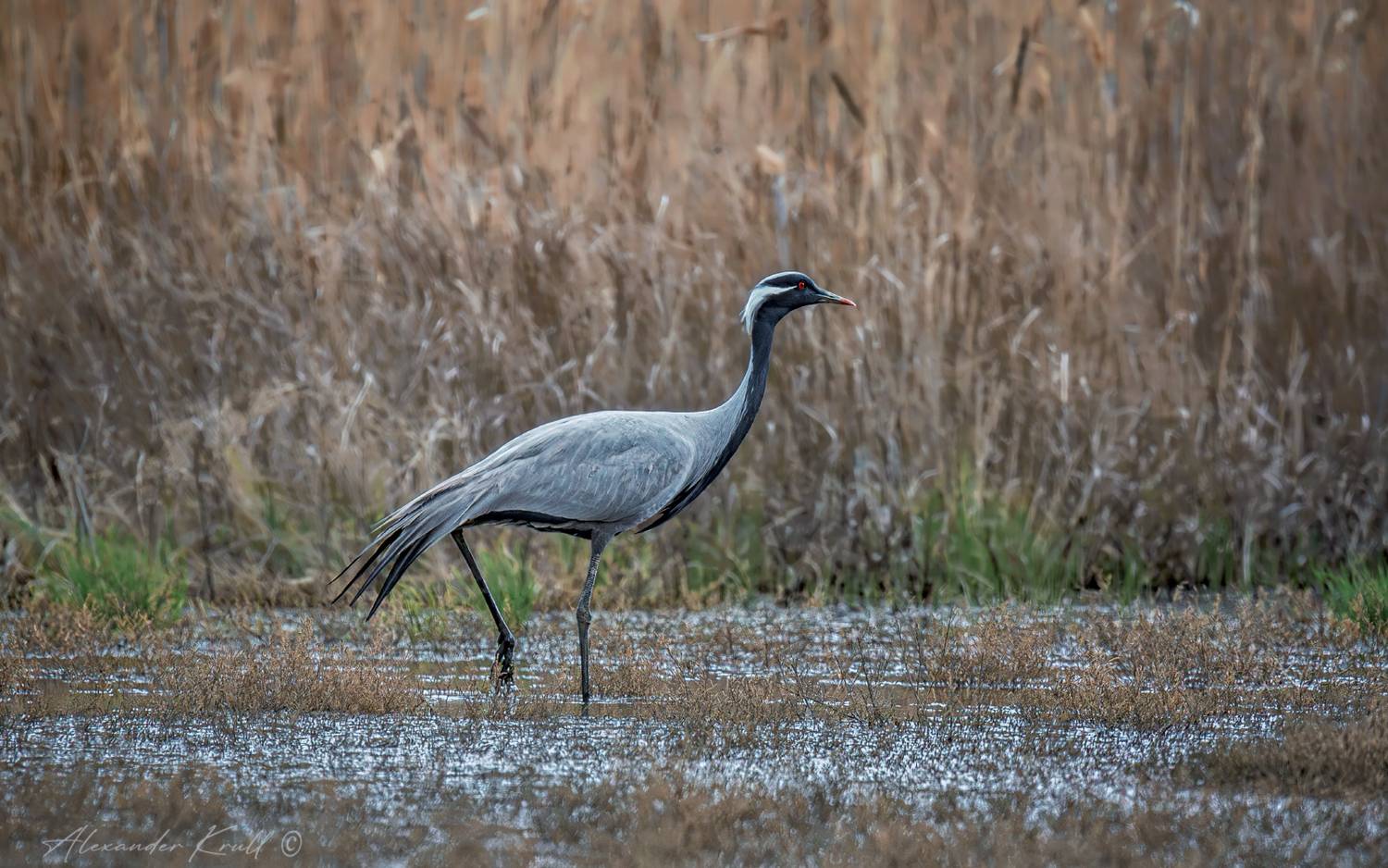 журавль, журавль-красавка, grus virgo, Круль Александр