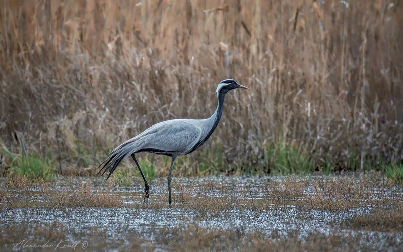 журавль, журавль-красавка, grus virgo Красавец красавка фото превью