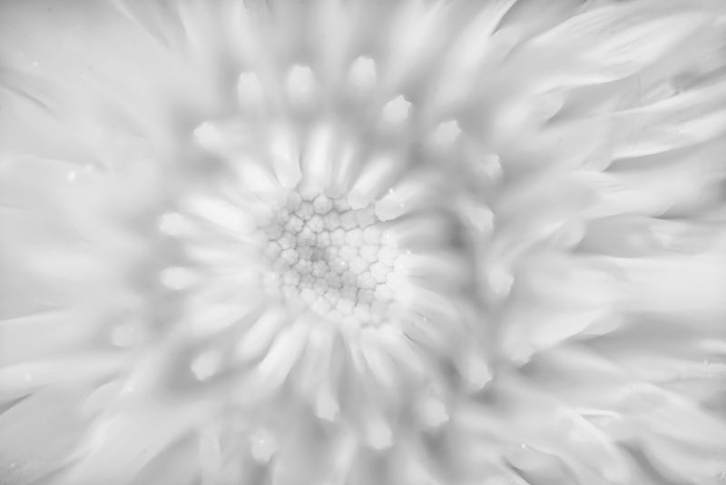 одуванчик, белый *** фото превью