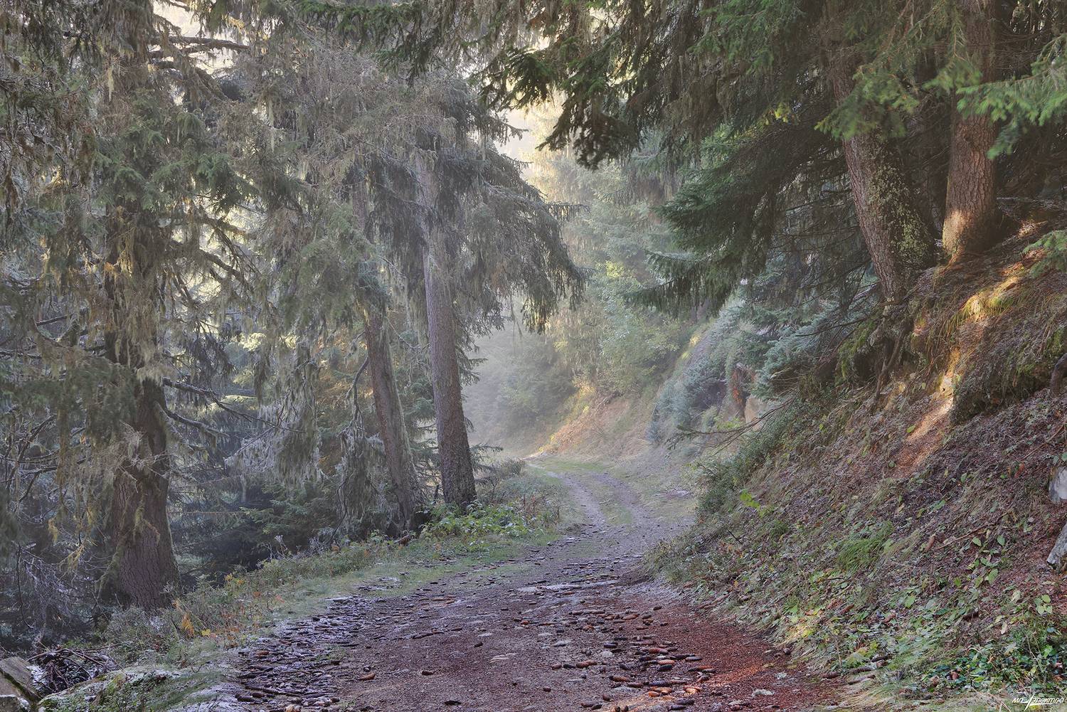 swiss, Матвеев Николай