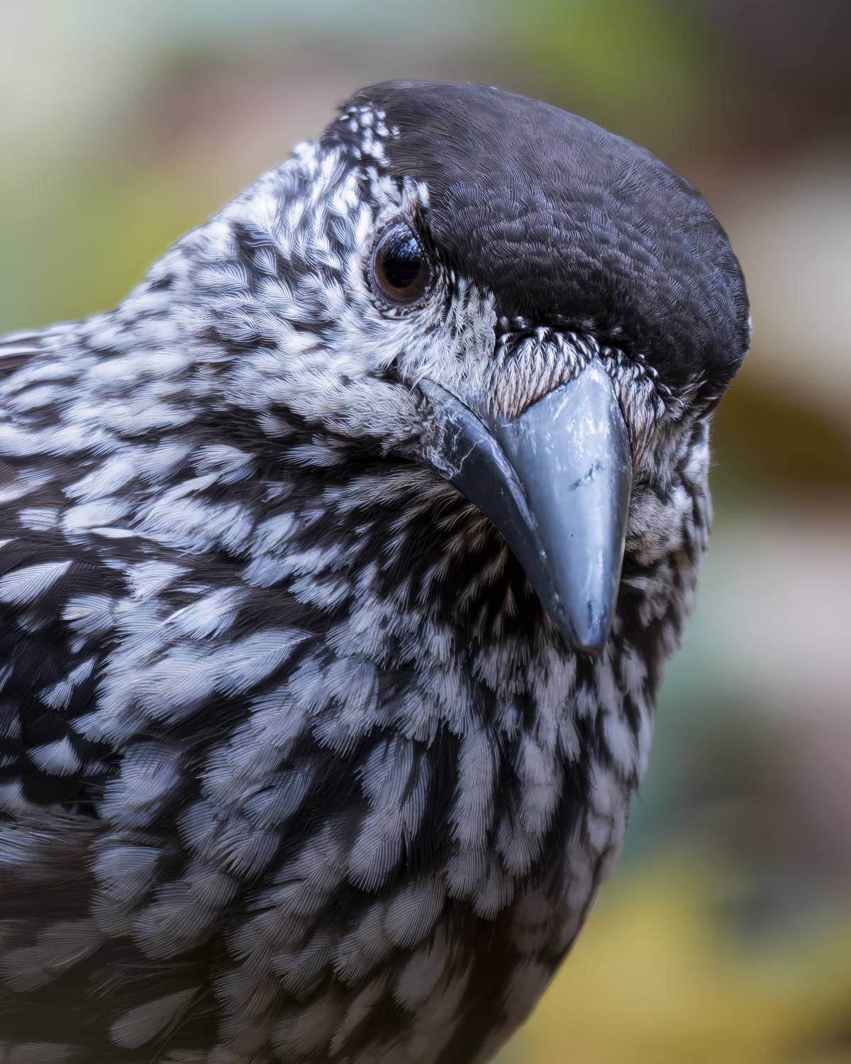 , Поляков Михаил