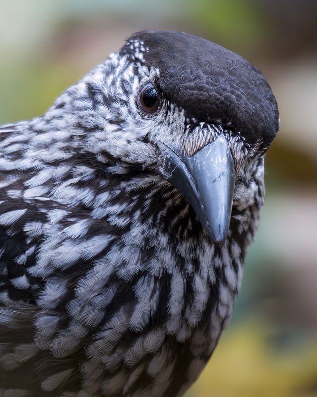 Кедровка (Nucifraga caryocatactes)  фото превью