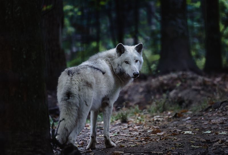 *** фото превью