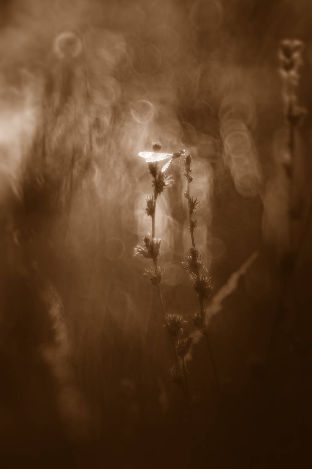 , Кузнецов Дмитрий