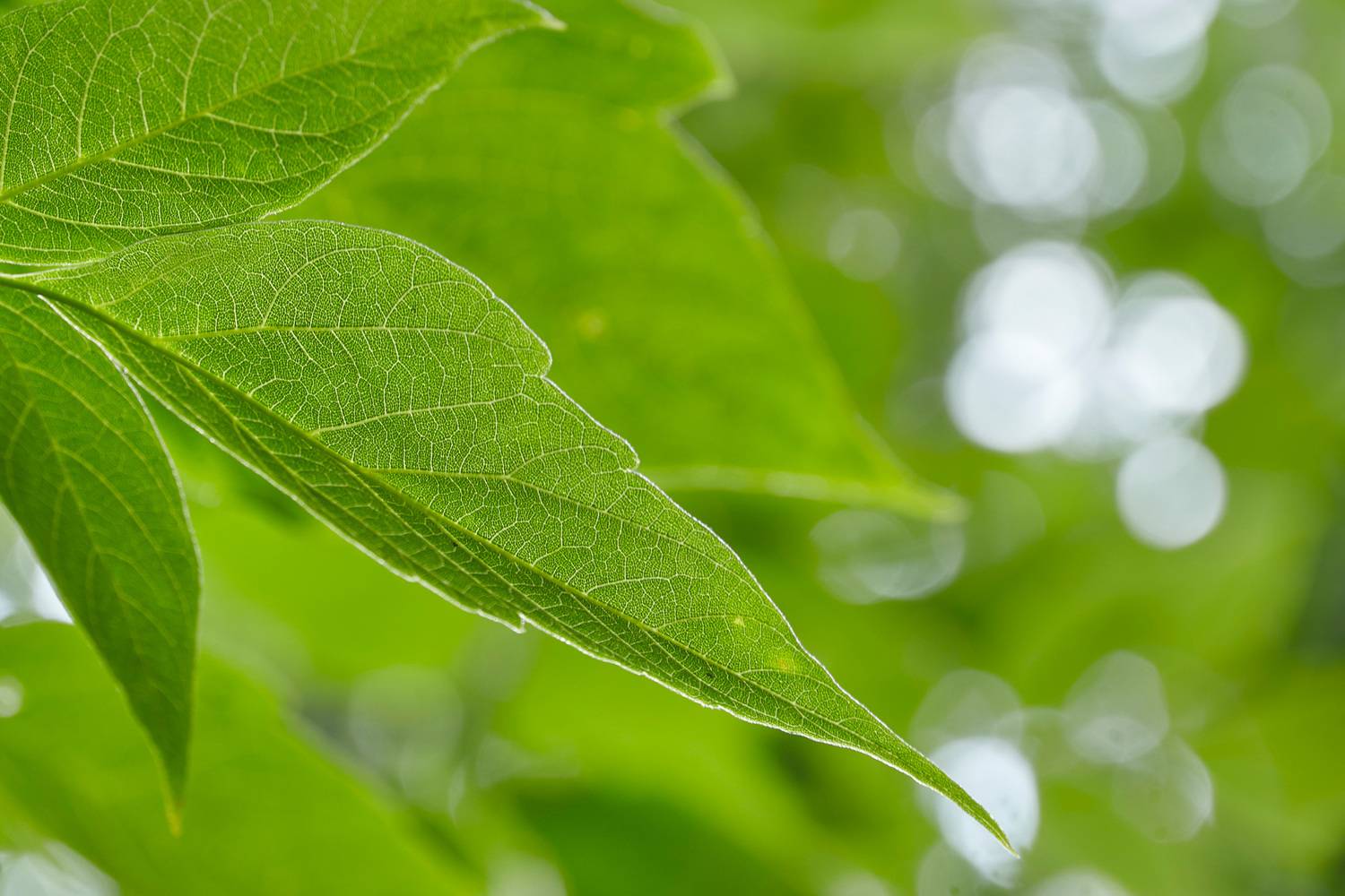 листва, листья, Валерий Вождаев