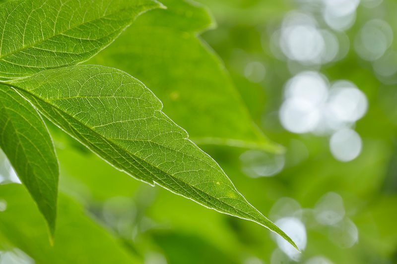 Лесная зарисовка фото превью