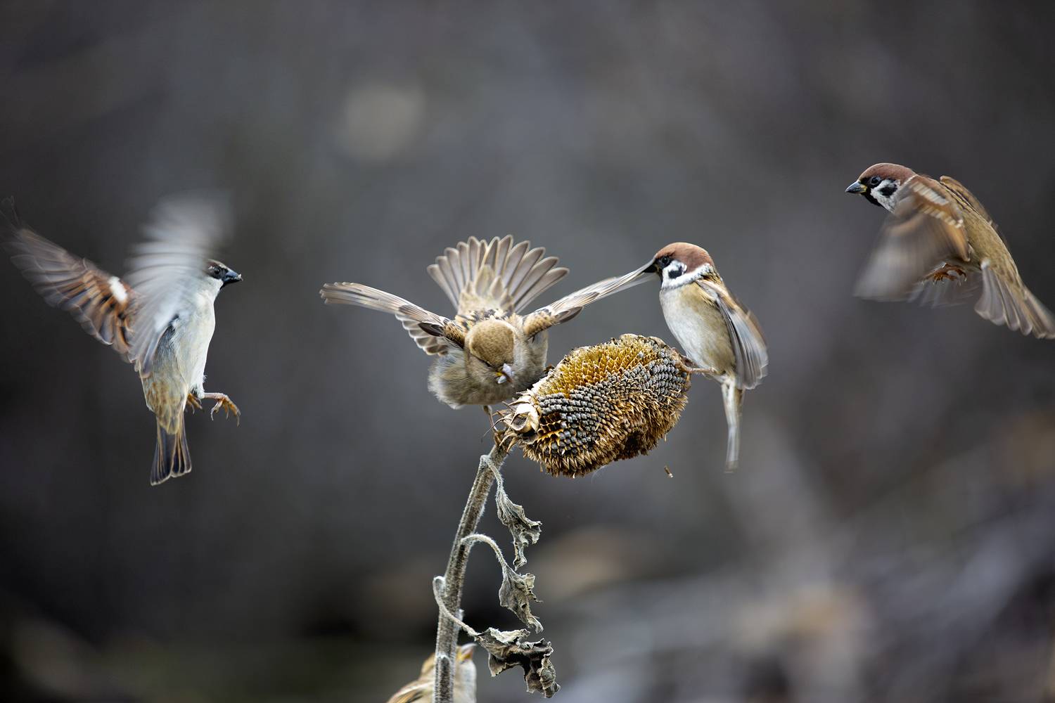 природа, Валерий Черняк