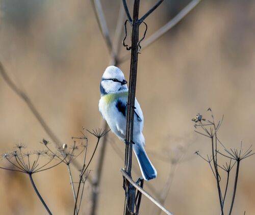 Гибрид князька (уник.) 3 ФОТО.