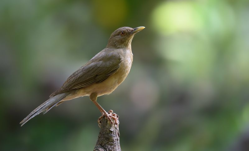 Bronzed cowbird фото превью