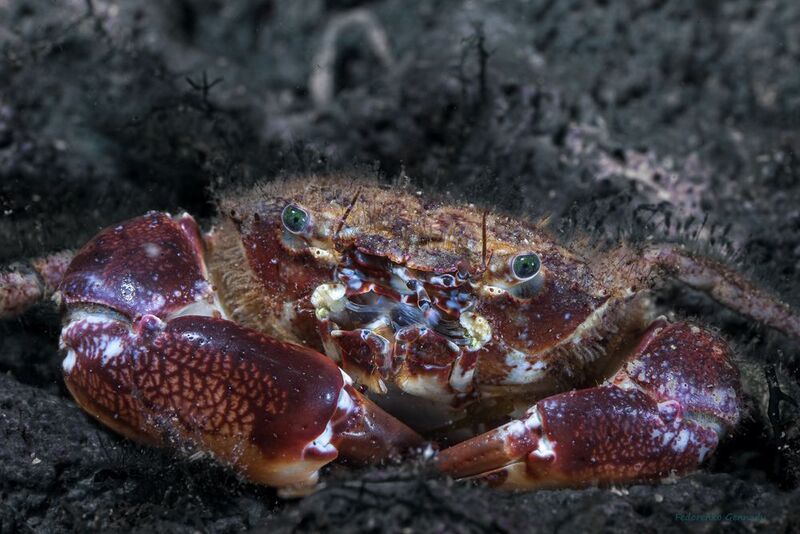 Крабстер фото превью