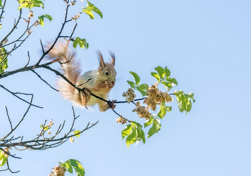 Бесстрашная Белка фото превью