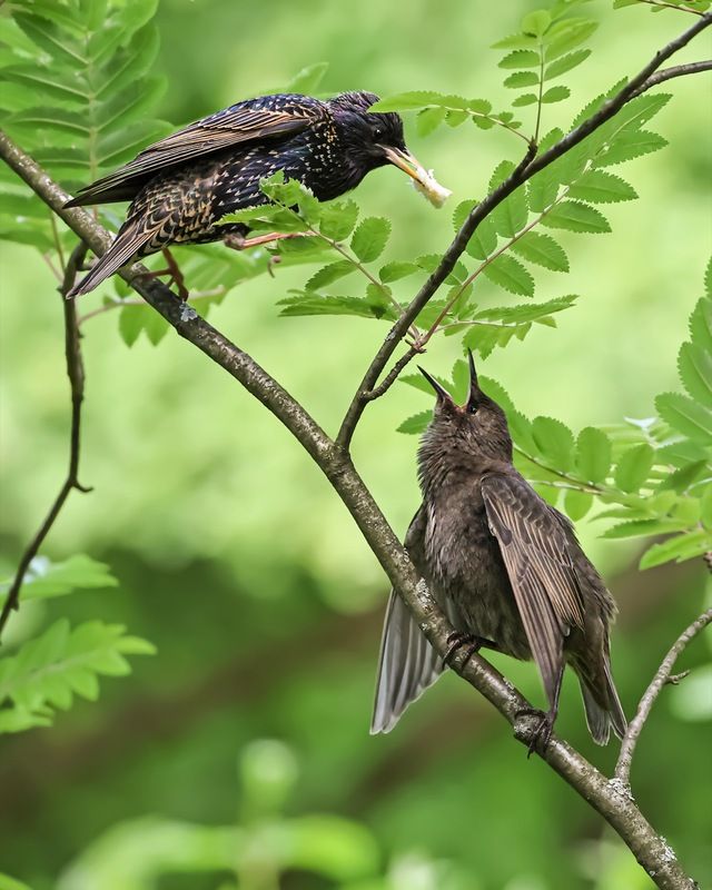 скворец, птенцы, птицы  фото превью