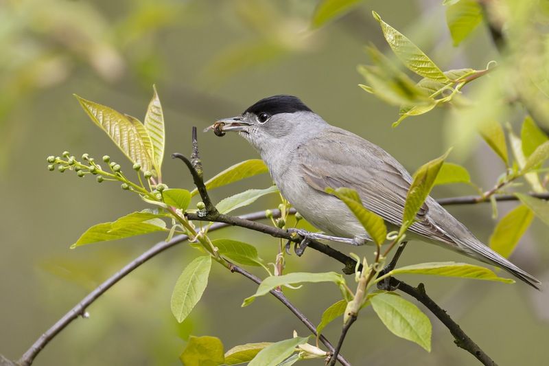 черноголовая славка, славка-черноголовка, черноголовка, птицы, славка Черноголовая славка фото превью