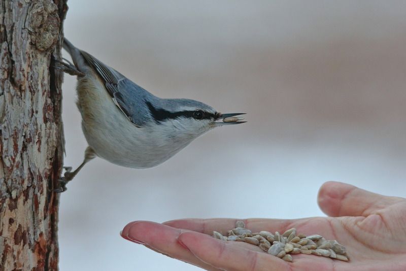 sitta europaea, обыкновенный поползень, Поползень. фото превью
