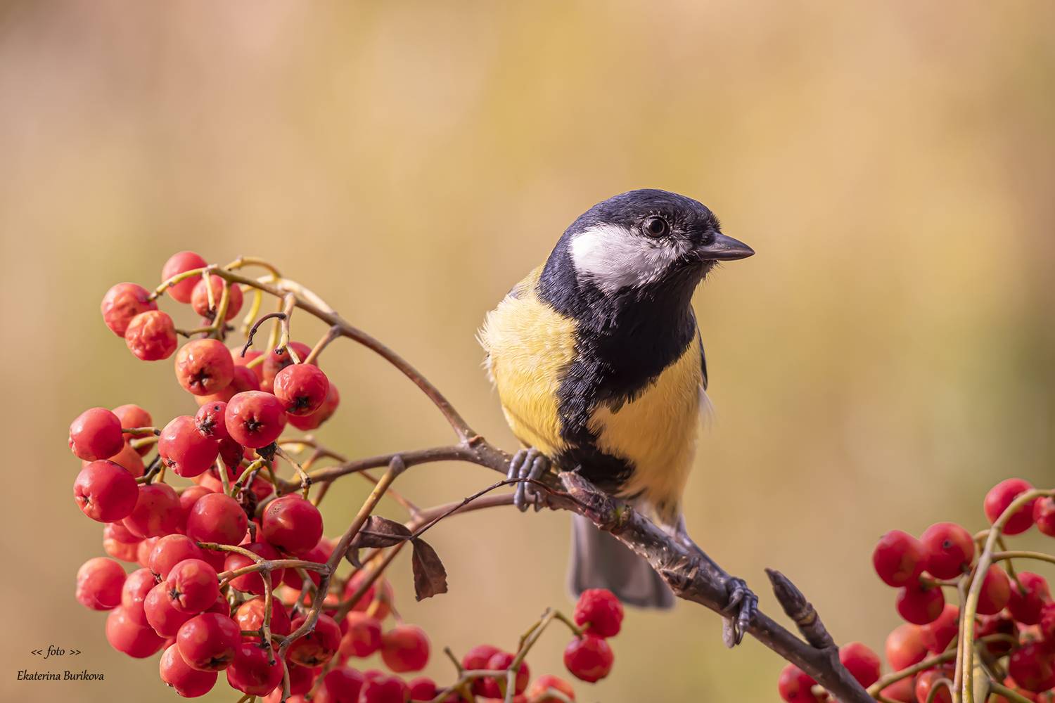 фото синиц , синицы,  фото птиц , дикая природа, Бурикова Екатерина