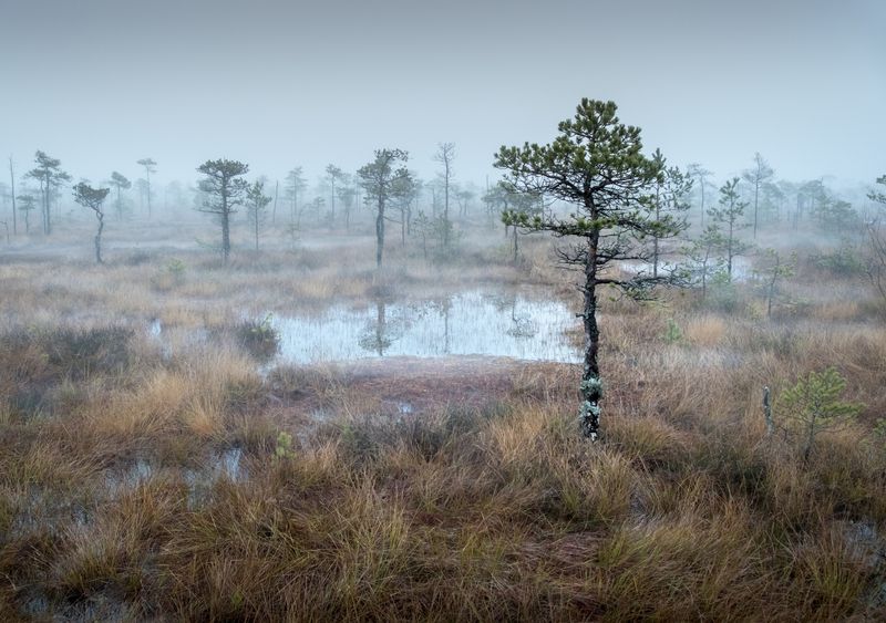 болото, болота, нд, живопись северных болот, ленинградская область, север, ленобласть, ленобласть нд, русский север, туман, туманы, туманы нд Болотная меланхолия фото превью