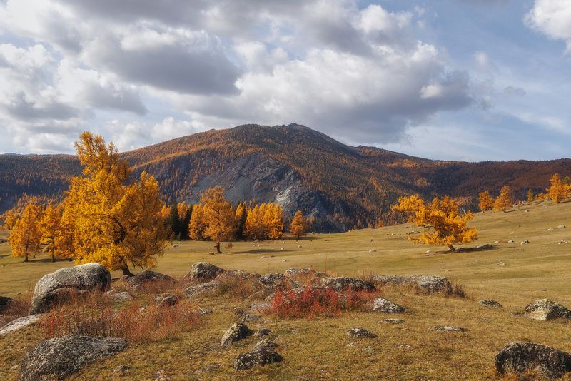 алтай, горный алтай, джазатор, беляши, лиственницы, горы, облака Золотой Алтай фото превью