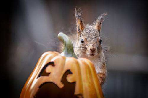 Белки и тыква или Страшно красивые фотографии в последний день октября)